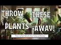 Top 10 Houseplants I Wouldn t Buy Again These Always Die