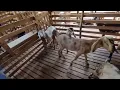 Chivo Nubio