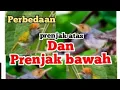 Lagu perbedaan prenjak atas dan prenjak bawah /prenjak klawu dan prenjak lumut