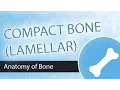 Compact Bone Structure