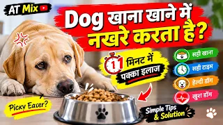 Dog खाना खाने में नखरे करता है? 1 मिनट में पक्का इलाज