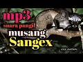 Download Lagu pancingan suara musang