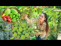 Download Lagu Ivy Fruit Sour Soup, Pick Young Santol and Eat, Gooseberry Juicy Pickle and Eat | Cooking with Sros