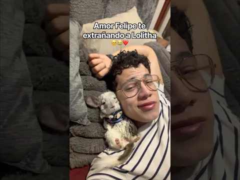 Amor Felipe es bien dramático 🤣 @Lolitha_la_chinchilla  #chinchilla #animalestiernos #mascotas