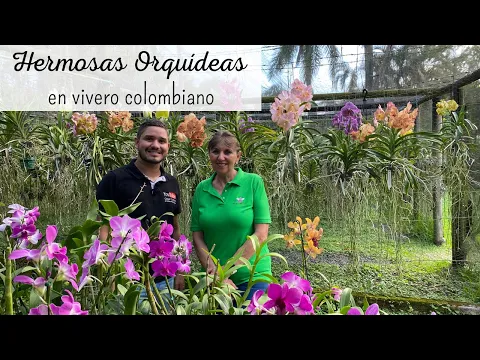 Download MP3 ORQUÍDEAS VANDAS PERFECTAS LLENAS DE FLORES | Las lindas orquídeas del vivero ORQUIVALLE