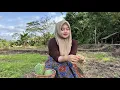 Download Lagu BIKIN TERPESONA SEJUTA ORANG‼️ MELIHAT KECANTIKAN NENG SARI PERAWAN DESA MASIH JOMBLO
