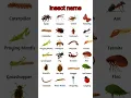 insect name