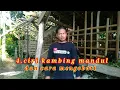 Download Lagu cara mengatasi,dan mengobati kambing mandul/majer