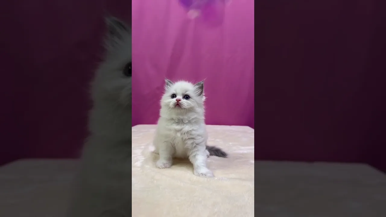 動画