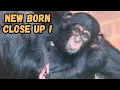 Download Lagu Protective Mother Guards Her Newborn Baby