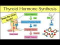Thyroid Hormone Synthesis Step-By-Step Pathway Physiology Explained
