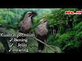Download Lagu Masteran Burung Cucak Rowo full Ropel kulitas HD