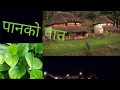 Lagu पानको पात (Panko Pat)|| Nepali  Old Song||