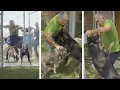Download Lagu Cesar Breaks Up A German Shepherd And Pit Bull Dog Fight #shorts