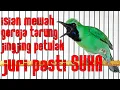Download Lagu MEWAH..! ISIAN JINGJING PETULAK \u0026 GEREJA JURI PASTI SUKA #cucakijo #lombacucakijo #pancingancucakijo