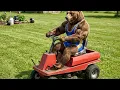 palamasters old mtd yardman new cutting head ride-on mower
