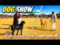 4 champion 4 bully dogs big bully gultair sial daily vlog