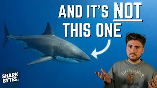 Scientist Explains Which Shark Is The MOST Dangerous