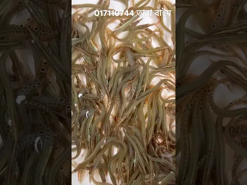 তারা বাইম মাছের পোনা চাষ করতে চান?  01711990744
