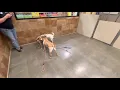 Semi 70880 Minor 70057 and Elsa 69566 at Petsmart 2021