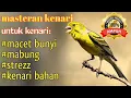 Download Lagu masteran kenari untuk kenari macet,stres,mabung,kenari bahan