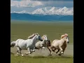 Altaylardan Tunaya