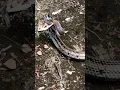 Download Lagu Ular lanang sapi #short #viral #snakebite