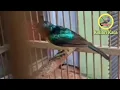 Kolibri Kaca Gacor
