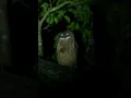 Download Lagu Scary Owl 🥴#owl #scary
