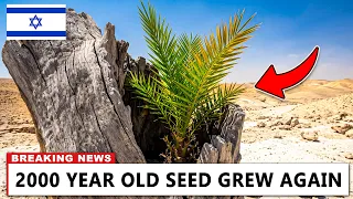 Israel Found the Last 6 Seeds of an Extinct Tree What Followed Was Impossible