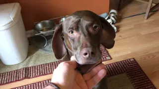 Petting Maggie to Pay Her