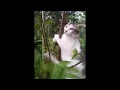 video Kucing peluk pohon | Kupunya satu mimpi ku tanamkan dihati meme tiktok