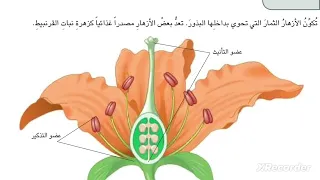علوم الصف الرابع ابتدائي صفحه 36 ما النباتات المركبه 
