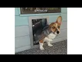 Security Boss MaxSeal Pet Door Review Is Its Weatherproof Seal Worth the Investment