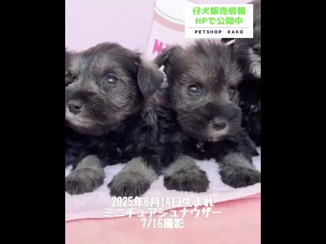 動画