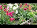 Adding Dahlias to your Garden Benefits Getting Started