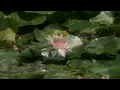 Zen Garden - Lotus Blossoms - Relaxation, Meditation, Mindfulness