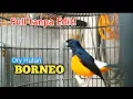 Download Lagu LANGSUNG NYAUT PANCINGAN MURAI BATU BORNEO.