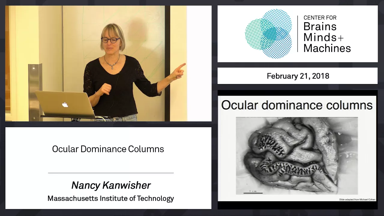 3.7 - Ocular Dominance Columns