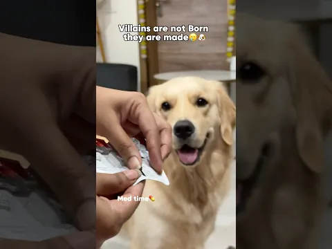 Dog parents will relate😂 #explore #petparents #funny #smartdog #relatable #chikusjoey #shorts