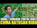 Download Lagu AWAL KEHANCURAN HARGA CUCAK CUNGKOK TAHUN 2025 DIKIOS EDIE JOVANIS TERNYATA CUMA RATUSAN RIBU SAJA