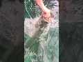 Download Lagu Hand Feeding Large Tarpon #tarpon #keys
