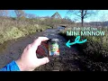Berkley GULP ALIVE 1 Minnow Trophy Trout Fishing CHALLENGE