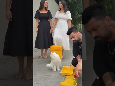 this cat took the revenge