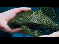 Watermelon Royal Pleco A Gorgeous Giant