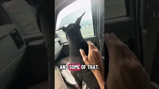 #fyp #dream #doberman #pets #youtube