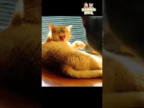 Quando seu gato disputa corrida - Animais Dublados Binho e Mel