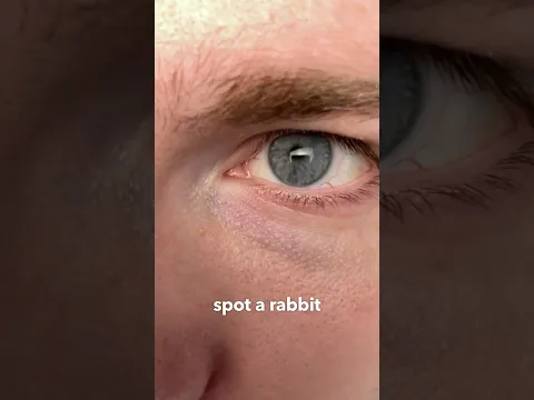 Seeing Through Animal Eyes 👀
