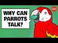 Download Lagu Why can parrots talk? - Grace Smith-Vidaurre and Tim Wright