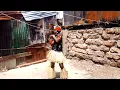awilo longomba cache cache comedy dance